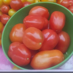 ROMA Tomato Seeds