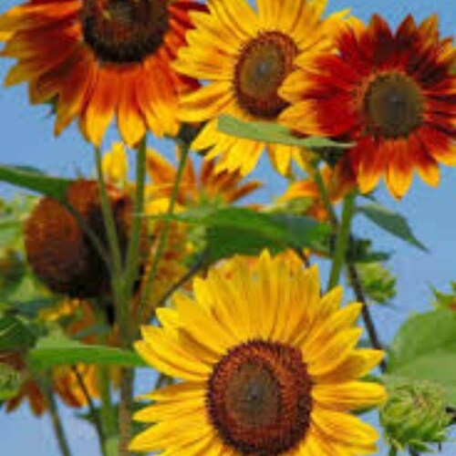 King Kong Sunflower Seeds Etsy