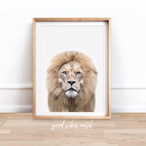 Lion Print. Lion Printable, Digital Download, Lion Wall Art, Nursery Decor, Animal Prints, Safari Nursery, Lion Photo, Lion Animal Print
