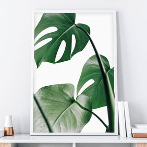 May include: A framed print of a close-up of a monstera plant with large, green leaves.