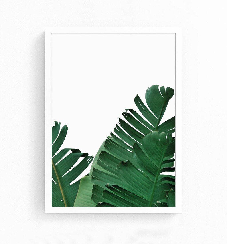May include: A framed print featuring a close-up of green banana leaves against a white background.
