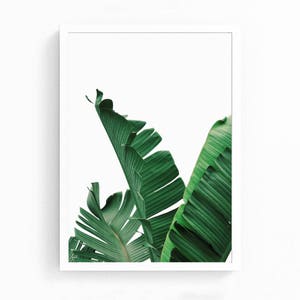 May include: A close-up of two large green banana leaves against a white background.