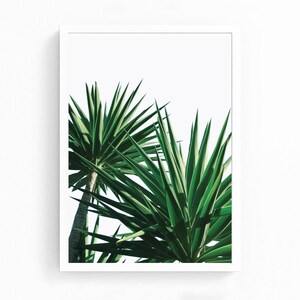 May include: A close-up of two green yucca plants with sharp, pointed leaves against a white background.