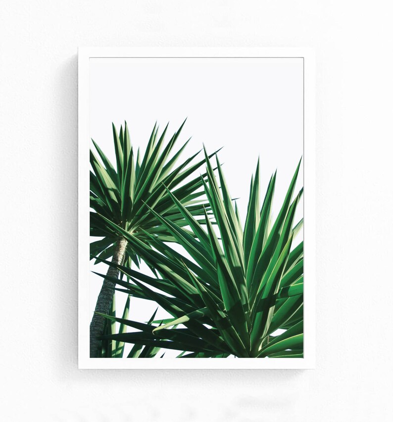 May include: A close-up of two green yucca plants with sharp, pointed leaves against a white background.