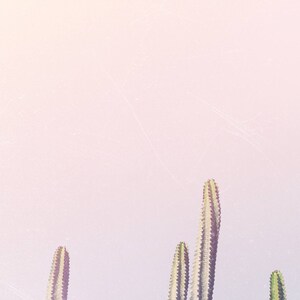 May include: A close-up of a group of cacti against a soft pink background. The cacti are tall and slender, with sharp spines. The background is blurred, creating a dreamy effect.