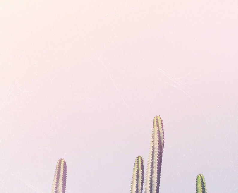 May include: A close-up of a group of cacti against a soft pink background. The cacti are tall and slender, with sharp spines. The background is blurred, creating a dreamy effect.