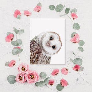 May include: A white and brown barn owl with large, round eyes peeks out from a white card with a pink floral border. The owl is looking to the right of the image.