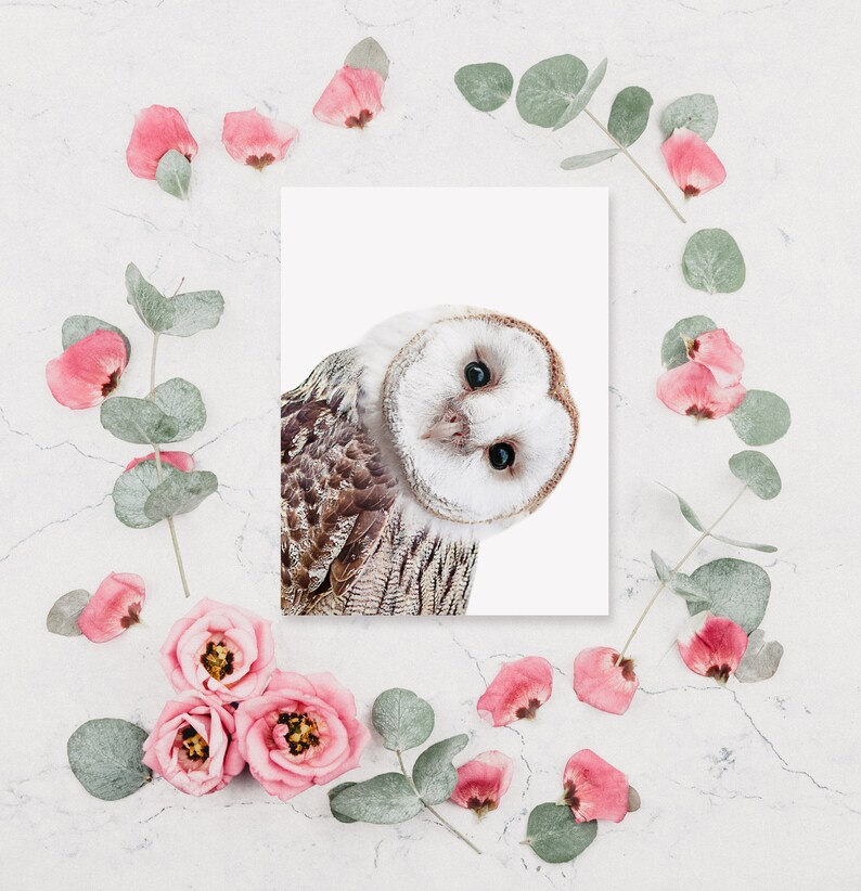 May include: A white and brown barn owl with large, round eyes peeks out from a white card with a pink floral border. The owl is looking to the right of the image.