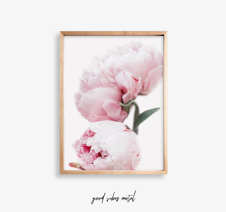 May include: A close-up of two pink peonies with green leaves against a white background. The peonies are in focus, while the background is blurred.