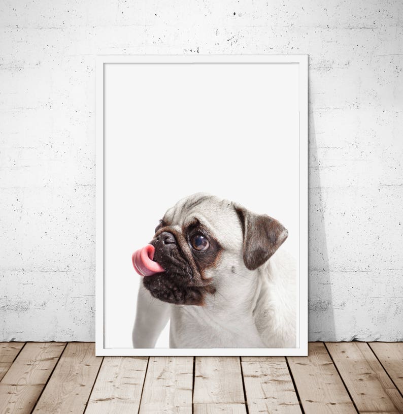 Pug Print, Pug Printable, Pug Art Print, Dog Poster, Pug Art, Dog Print, Pug Lovers, Animal Photography,Pug Poster, Pug Wall Art, Dog Art image 2