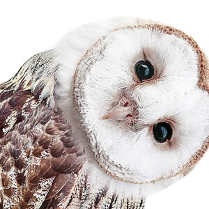 May include: A close-up of a barn owl with white feathers and dark brown markings on its wings. The owl has large, dark eyes and a small, pink beak.