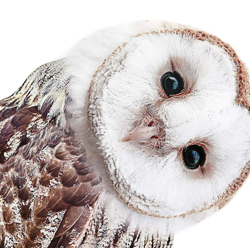May include: A close-up of a barn owl with white feathers and dark brown markings on its wings. The owl has large, dark eyes and a small, pink beak.