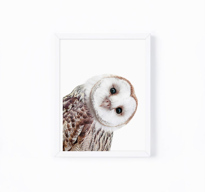 May include: A white and brown owl with large, dark eyes looks directly at the camera. The owl's head is tilted to the side, and its feathers are ruffled. The owl is framed against a white background.