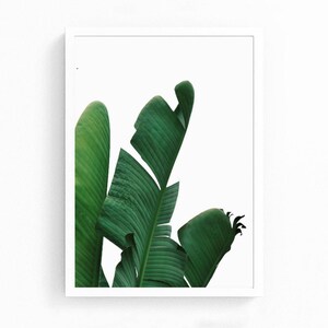 May include: A close-up of a green tropical leaf plant with large, textured leaves. The leaves are arranged in a fan shape, with the tips of the leaves pointing upwards.