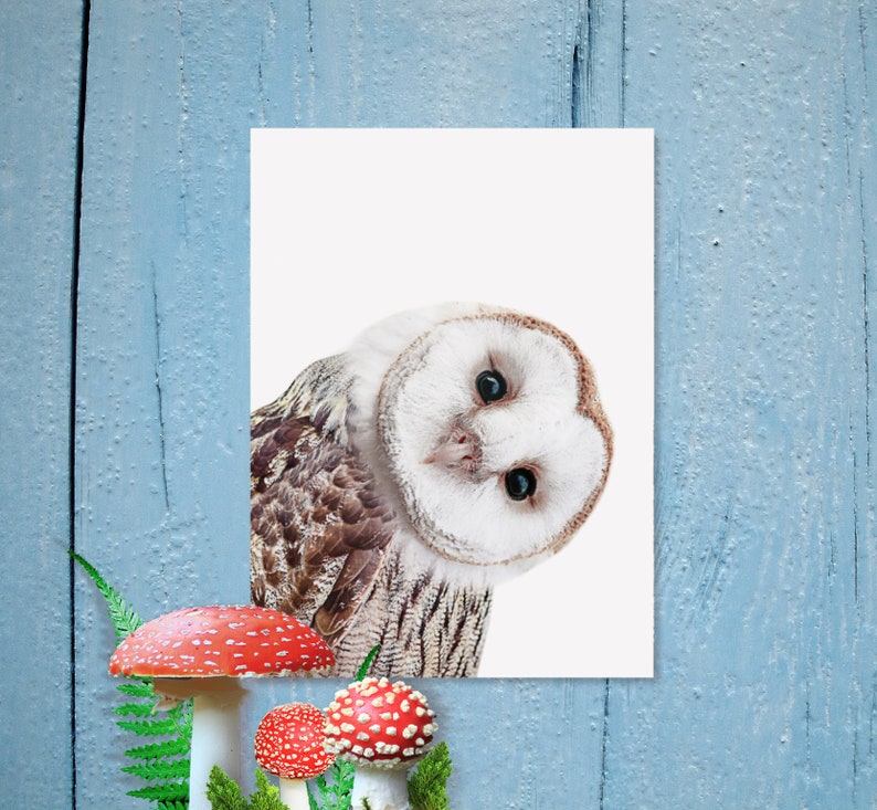 May include: A white and brown barn owl with large, dark eyes peeks out from a white card. The owl's head is tilted to the side, and its feathers are soft and fluffy. The card is against a blue wooden background.