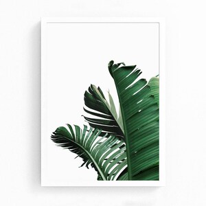 May include: A white frame with a white background and a close-up of green banana leaves.