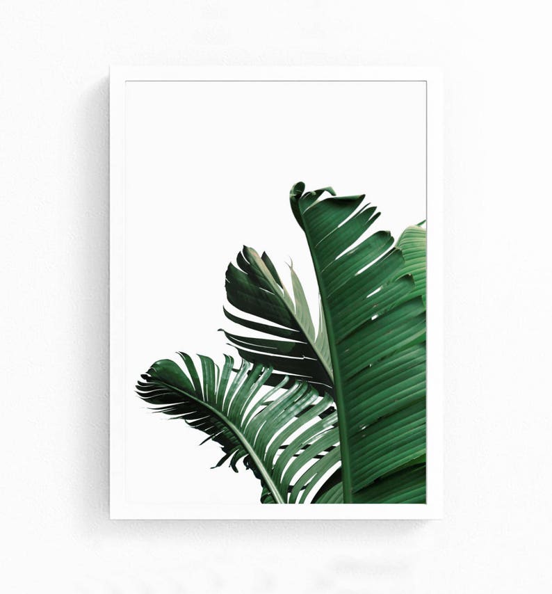 May include: A white frame with a white background and a close-up of green banana leaves.