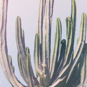 May include: A close-up of a cluster of green cactus plants with sharp spines. The cactus plants are growing in a desert environment.