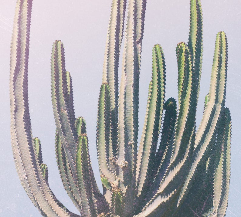 May include: A close-up of a cluster of green cactus plants with sharp spines. The cactus plants are growing in a desert environment.