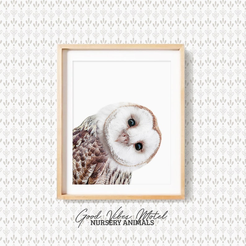 May include: A white and brown barn owl with large, dark eyes looks directly at the camera. The owl is framed in a light wood picture frame with the text "Good Vibes Motel Nursery Animals" printed below the image.