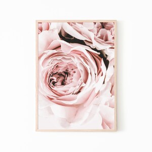 May include: Close-up of a soft pink rose with delicate petals.