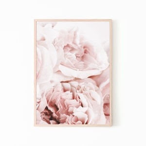 May include: Close-up of a cluster of soft, pale pink rose blossoms. The petals are delicate and layered, creating a romantic and ethereal feel.