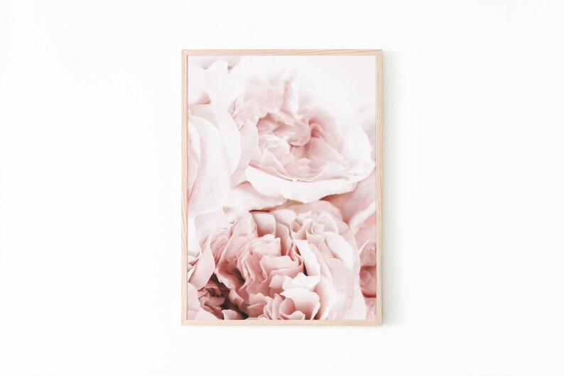 May include: Close-up of a cluster of soft, pale pink rose blossoms. The petals are delicate and layered, creating a romantic and ethereal feel.
