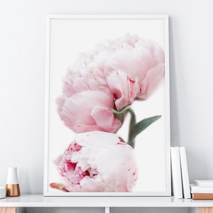 May include: A close-up of two pink peonies with green stems and leaves against a white background.