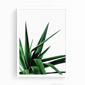 May include: A close-up of a green yucca plant with long, sharp leaves against a white background.