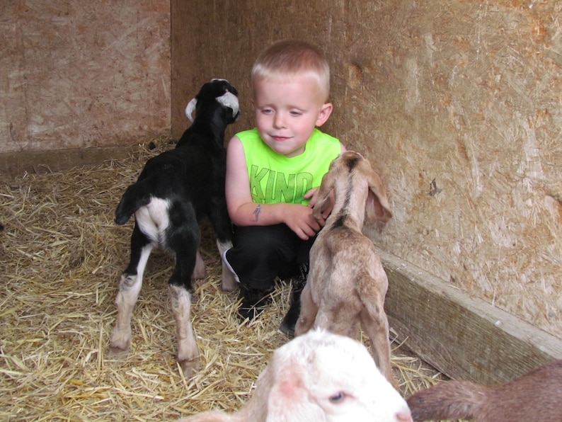 Montana Huckleberry | Goat Milk Lotion | 8oz. | All Over Body Moisturizer | Natural Mosquito Repellant | Natural Skincare image 9