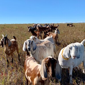 May include: A herd of goats in a field of tall grass. The goats are brown, white, and black. Some of the goats have yellow collars.