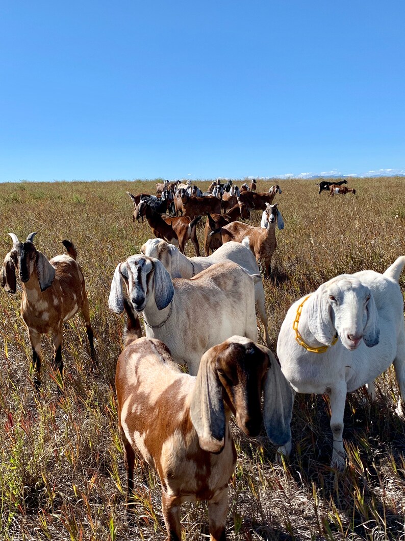 May include: A herd of goats in a field of tall grass. The goats are brown, white, and black. Some of the goats have yellow collars.