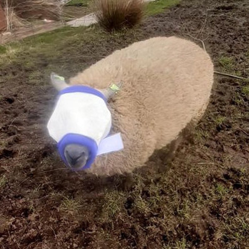 Puede incluir: Una oveja con una cubierta protectora blanca sobre la cabeza y la cara. La cubierta tiene ribetes azules y est&aacute; asegurada con una correa blanca. La oveja est&aacute; tumbada en un parche de hierba marr&oacute;n.