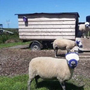 Puede incluir: Tres ovejas blancas con cubiertas de cabeza azules y blancas se encuentran en un campo de hierba frente a un cobertizo de madera. Las ovejas miran a la c&aacute;mara.