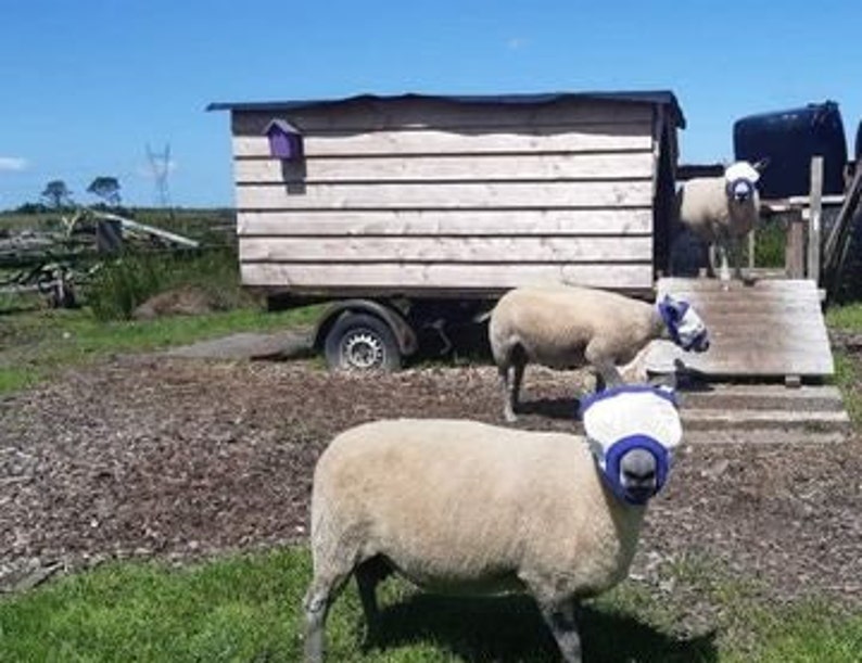 Puede incluir: Tres ovejas blancas con cubiertas de cabeza azules y blancas se encuentran en un campo de hierba frente a un cobertizo de madera. Las ovejas miran a la c&aacute;mara.