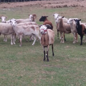 Puede incluir: Un grupo de ovejas en un campo de hierba. Algunas de las ovejas son blancas, otras son marrones y una oveja tiene una cubierta de cabeza roja y blanca.