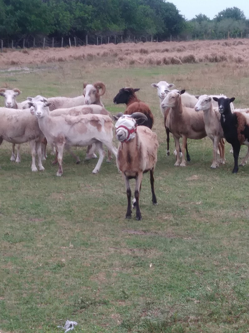 Puede incluir: Un grupo de ovejas en un campo de hierba. Algunas de las ovejas son blancas, otras son marrones y una oveja tiene una cubierta de cabeza roja y blanca.