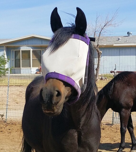 Med Horse Fly Masks 900 1000 lbs Made to Order Dual Etsy