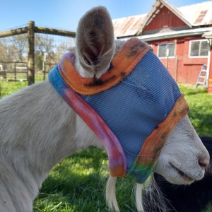 Puede incluir: Una cabra blanca con una m&aacute;scara para moscas azul y naranja con un patr&oacute;n de tie-dye arco&iacute;ris. La cabra est&aacute; de pie en un campo de hierba con un granero rojo en el fondo.