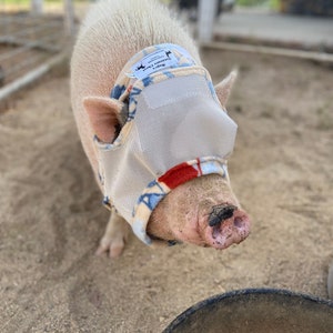 Potbelly Pig Fly Masks - Made to Order