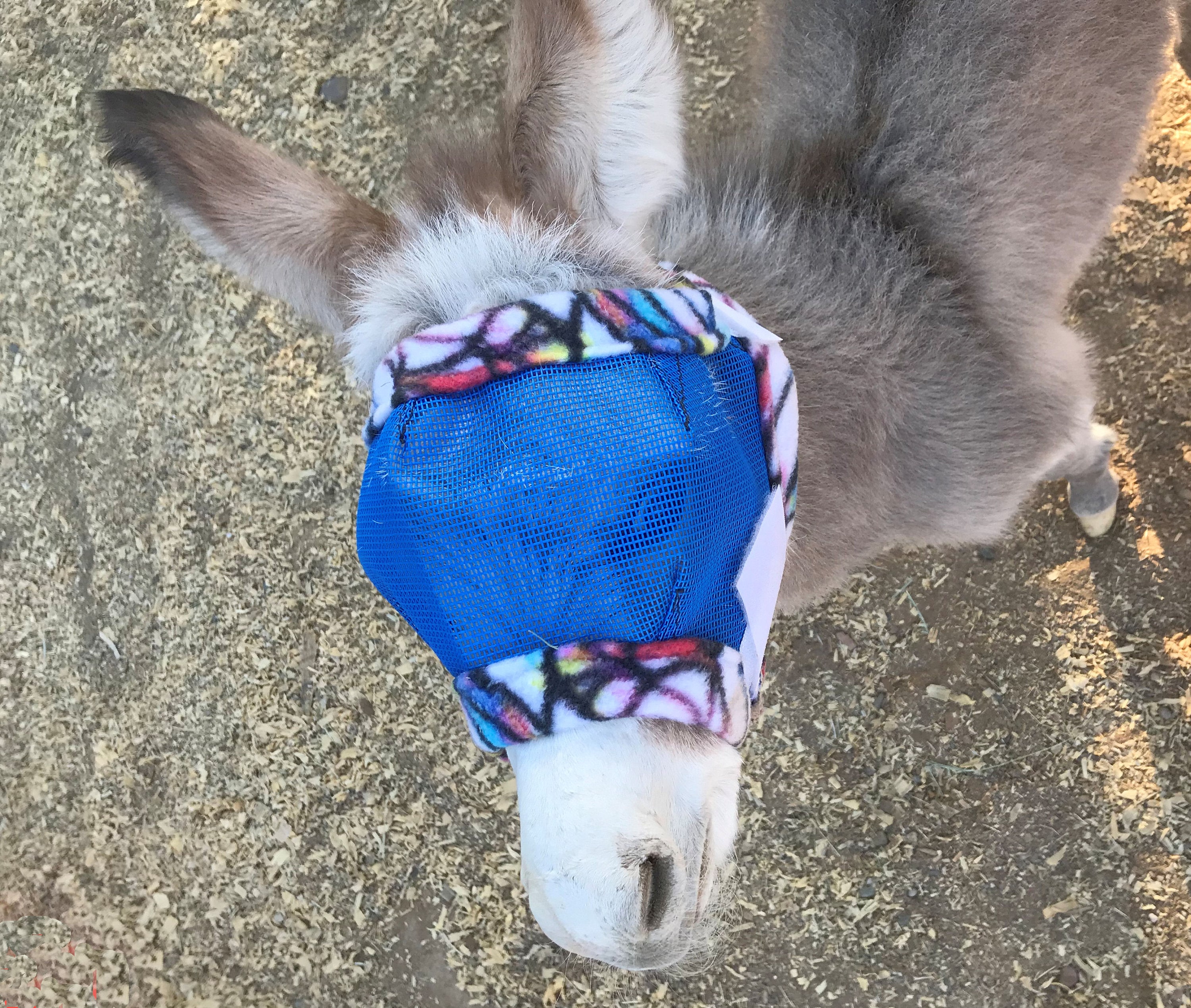 DIY Kits Regular Style Fly Mask for Horses Cattle Alpaca Etsy