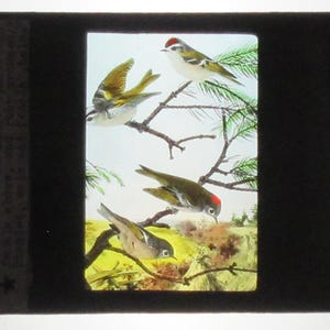 Könnte beinhalten: Eine Vintage-Diaschau mit einer detaillierten Illustration von vier kleinen Vögeln auf Ästen. Die Vögel haben grüne, gelbe und rote Markierungen. Der Hintergrund zeigt grünes Laub und eine gelb-braune Landschaft.