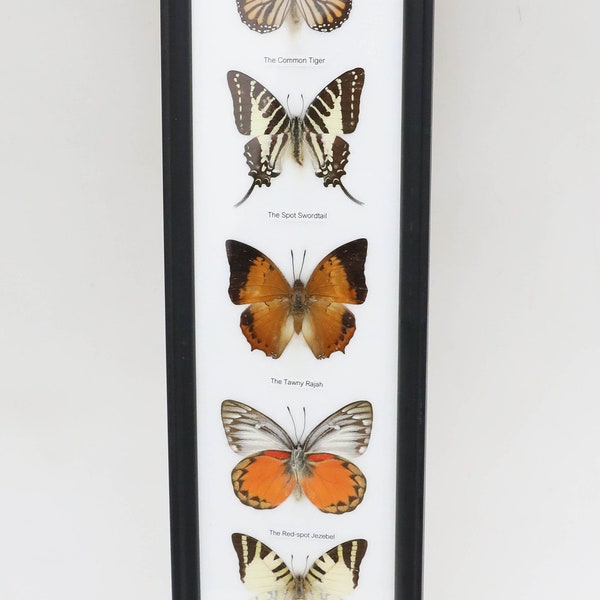 Framed Butterflies Etsy