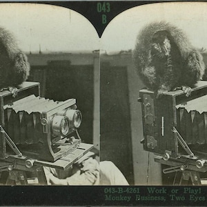 Vintage Stereoview Monkey Sitting On Stereo Camera
