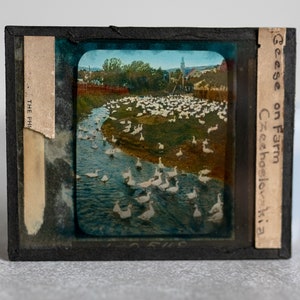 Geese on Farm in Czechoslovakia Magic Lantern Color Glass Slide