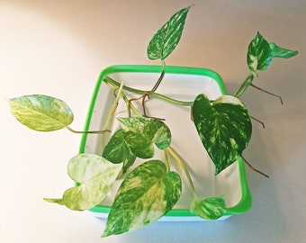 Golden Pothos - Three 6 to 10 inch cuttings