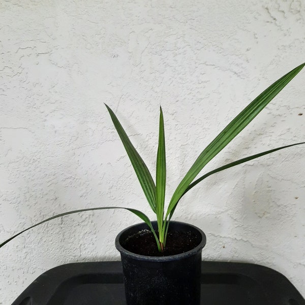 Medjool Date Palm - Phoenix dactylifera L,  Live Plant - 1 yr old in 6 inch pot