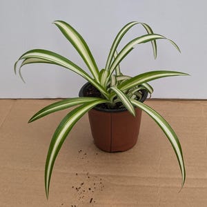 Solid Green Spider Plant - Etsy