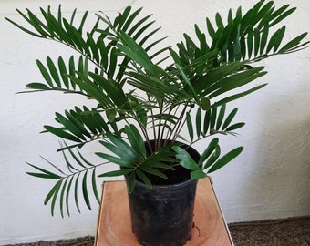 Coontie Palm, Zamia integrifolia, healthy plant in 6 inch diameter pot, 2 yrs old, Florida native