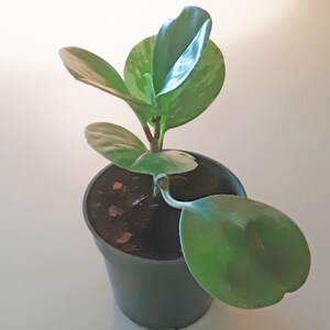 Marble Peperomia Obtusifolia Live plant 6 inches tall in a 4 pot image 2
